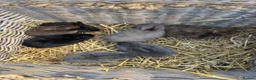 Rex rabbits for sale: Ready to leave now. 2 female 4 male Rex rabbits.  - Advert 2