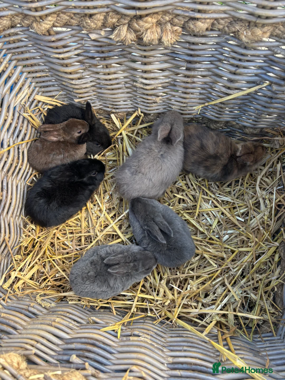 Rex rabbits for sale: Ready to leave now. 2 female 4 male Rex rabbits.  - Advert 2