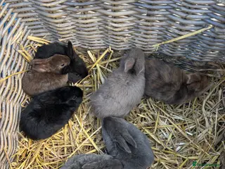 Rex rabbits 6 female 7 male Rex rabbits. - Advert 4