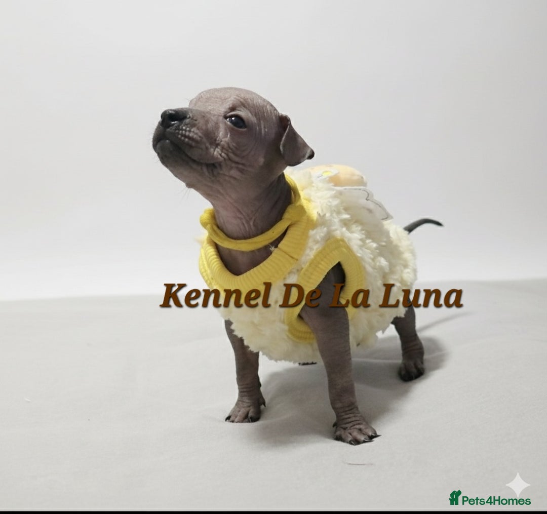 Mexican Hairless dogs for sale: Kc registered Xoloitzcuintle miniature puppies  - Advert 35