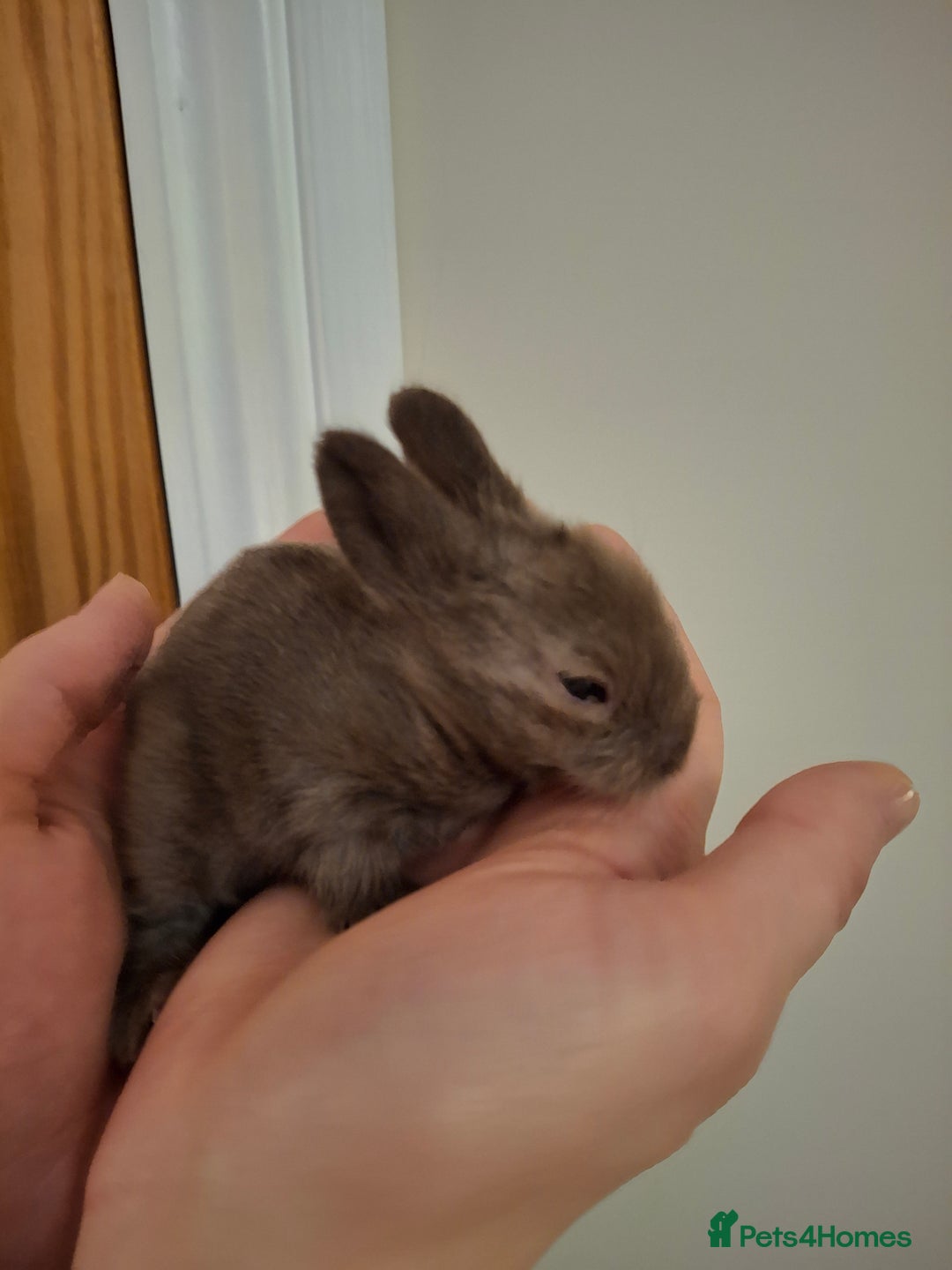 Lionhead rabbits for sale: Purebred Lionhead babies - Advert 7