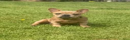 French Bulldog dogs for sale: 2 gorgeous French bulldog puppies *REDUCED* - Advert 4