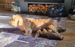Dachshund dogs for sale: Standard wire haired Daschund  - Image 4