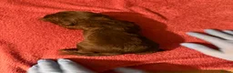 Cocker Spaniel dogs for sale: Beautiful Male Cocker Spaniel Puppies - Advert 8