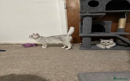 Brazilian Shorthair cats for sale: British Short Hair - silver shaded - Image 4