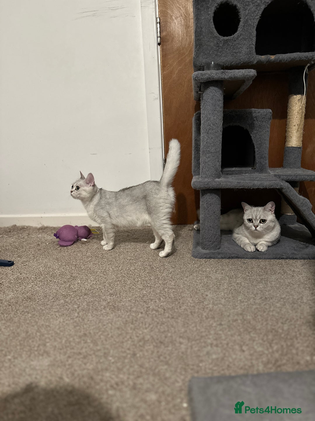 Brazilian Shorthair cats for sale: British Short Hair - silver shaded - Image 4