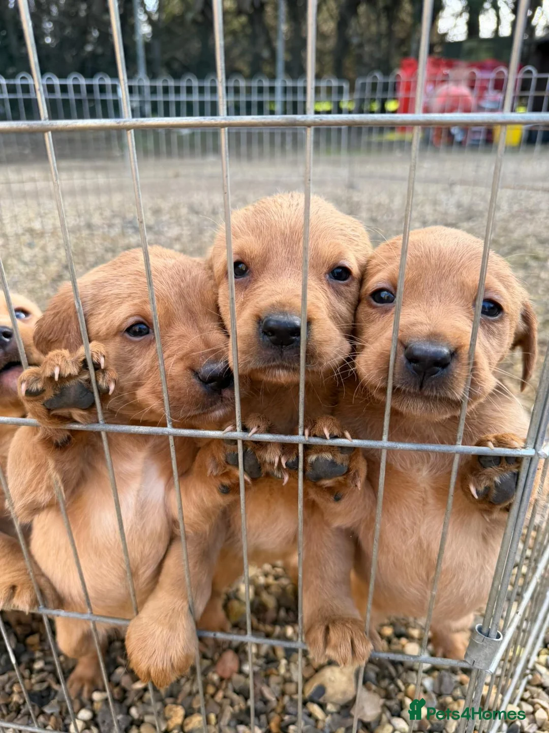 Labrador Retriever dogs for sale: 8 beautiful Labrador puppies for sale  in Bury Saint Edmunds - Advert 1