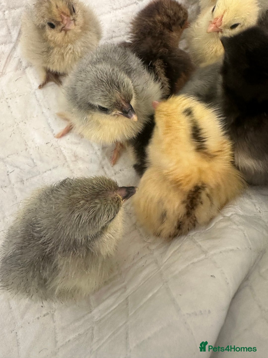 Chickens poultry for sale: Pekin bantam chicks chickens  - Image 2