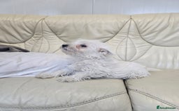 West Highland Terrier dogs for sale: KC REGISTERED WEST HIGHLAND TERRIERS - Image 18