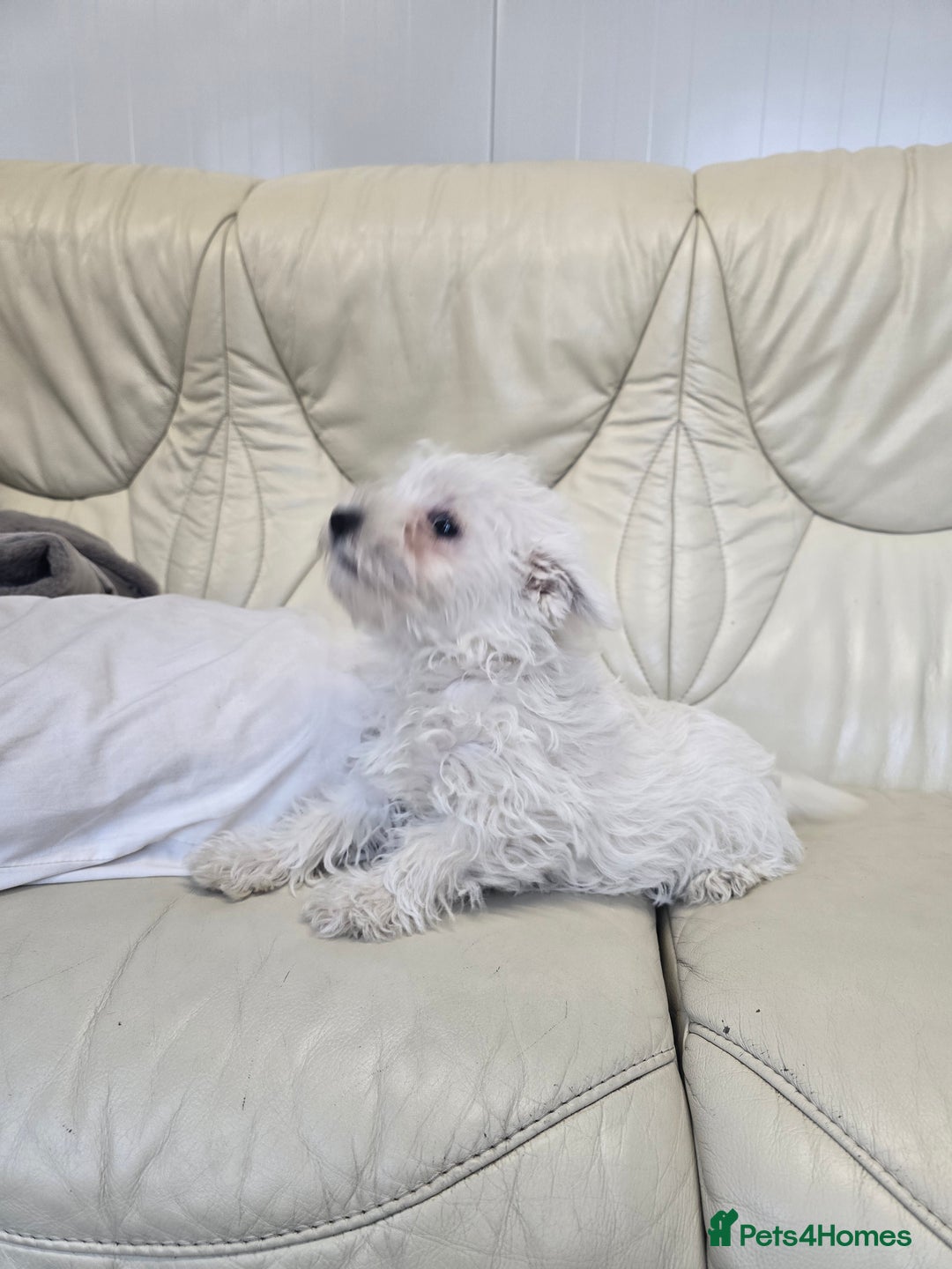 West Highland Terrier dogs for sale: KC REGISTERED WEST HIGHLAND TERRIERS - Image 18