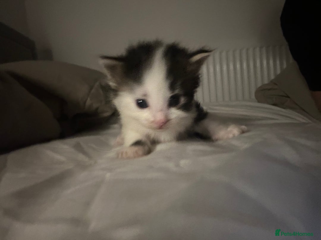 Mixed Breed cats for sale: Beautiful fluffy kittens - Image 7