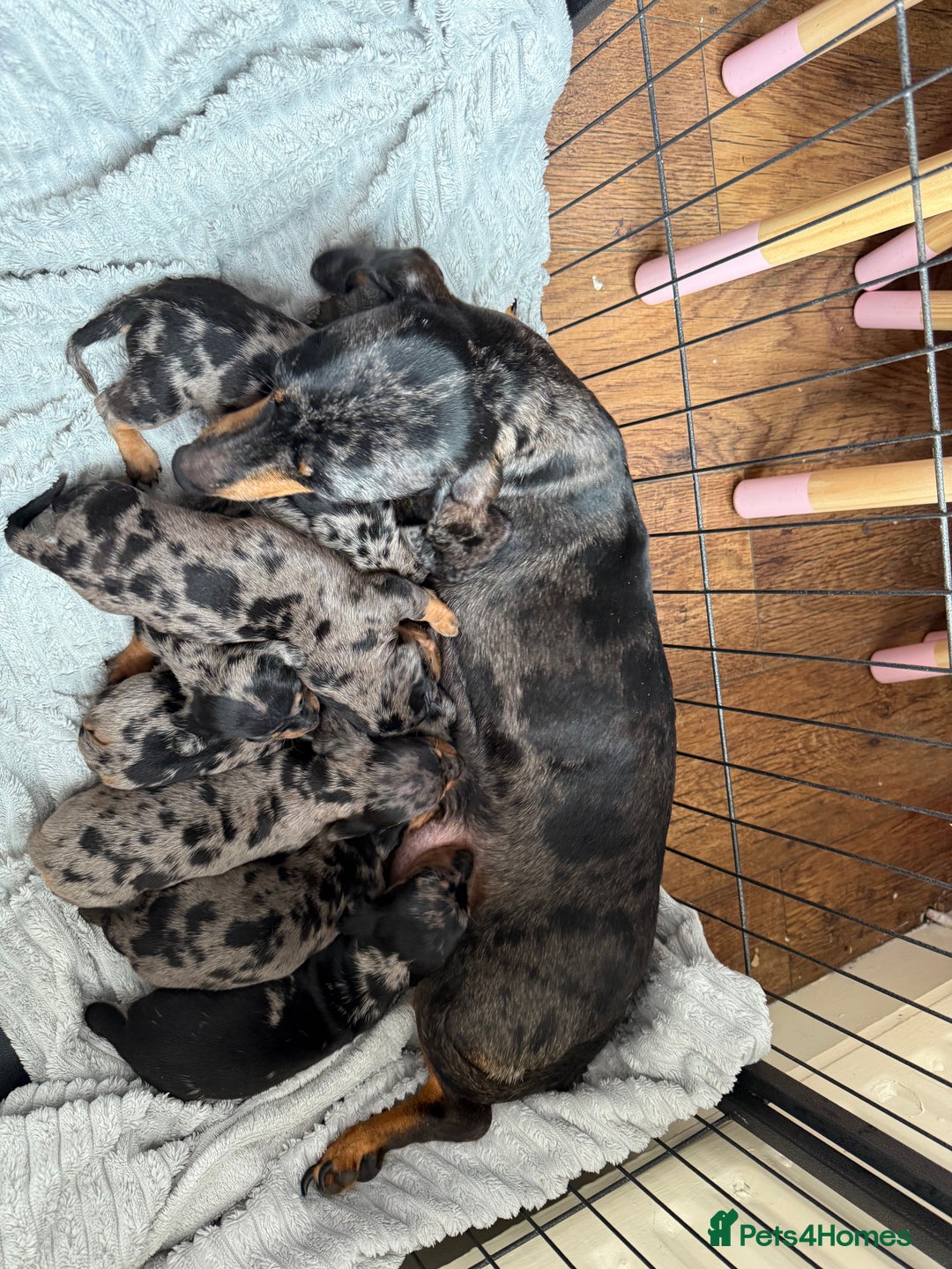 Miniature Dachshund dogs for sale: Adorable Miniature Dachshund Puppies for Sale! ❤️ - Image 3