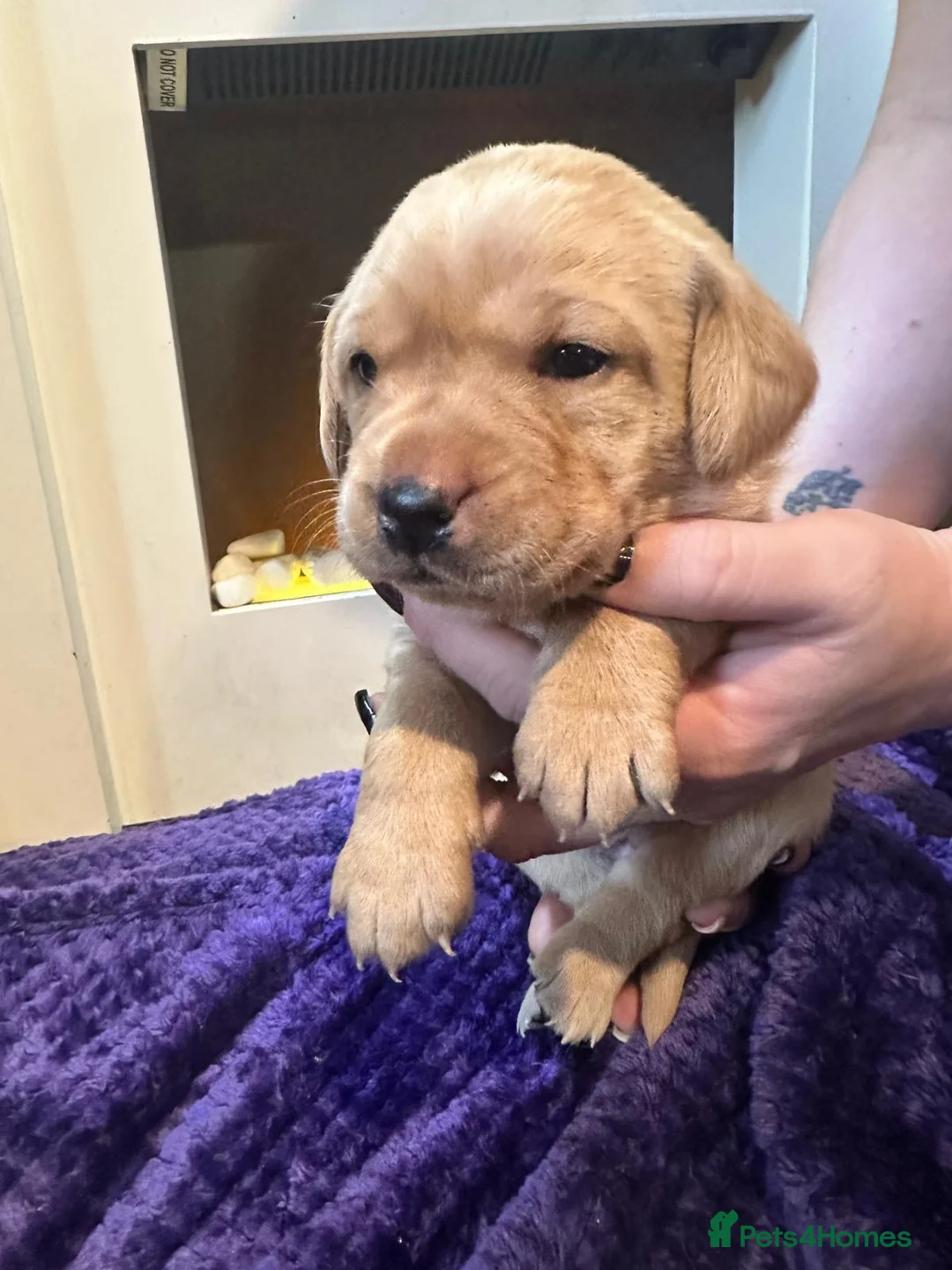 Labrador Retriever dogs for sale: Beautiful Labrador Pup - Advert 20