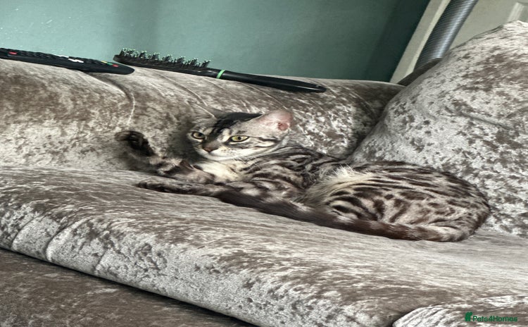 Bengal cats - Advert 1