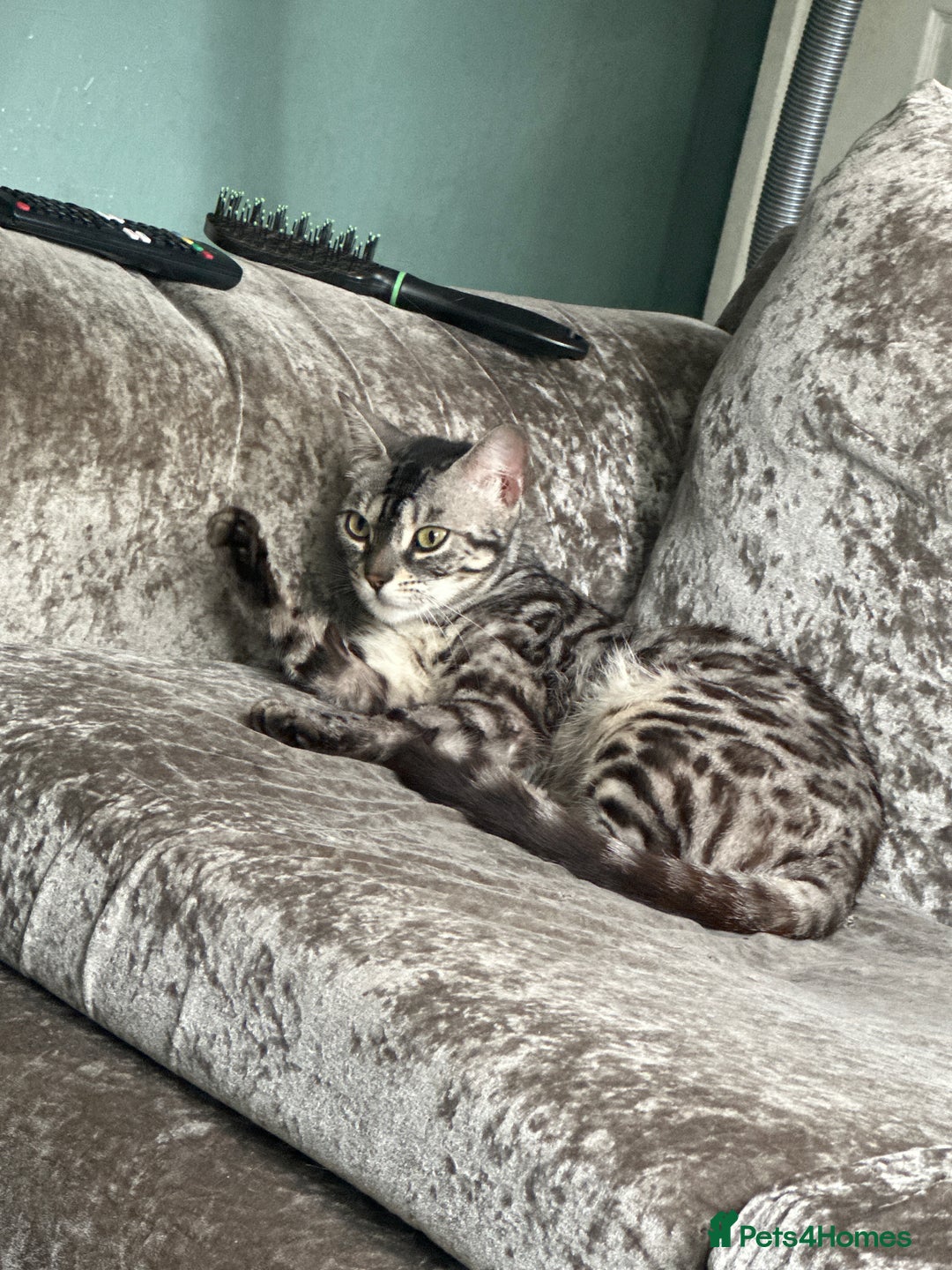 Bengal cats for sale: Bengal kittens  - Image 1