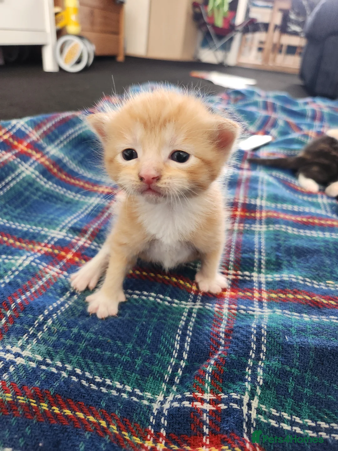 Mixed Breed cats for sale: 2 boy kittens - Advert 2