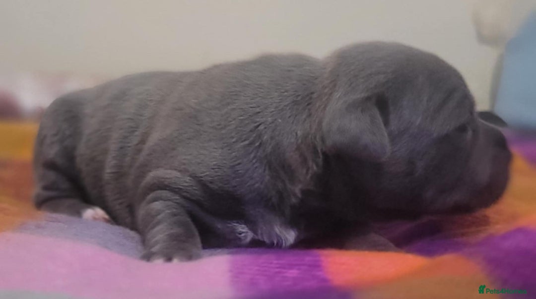 Staffordshire Bull Terrier dogs for sale: Kc Blue Staff pups - Advert 7