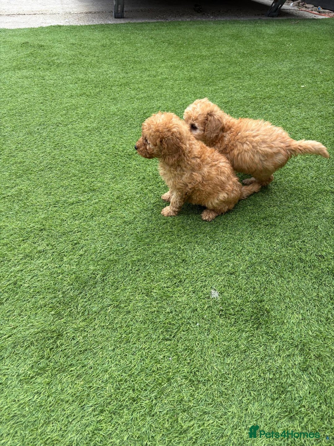 Cockapoo dogs for sale: Cockapoo puppys  - Image 15