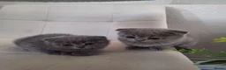 Scottish Fold cats for sale: Scotish fold kittens for sale in Boston - Advert 10