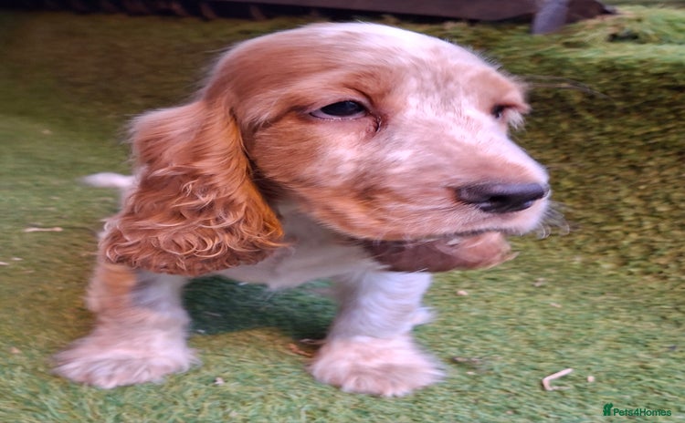 Cocker Spaniel dogs - Advert 14