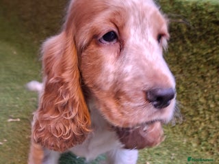 Cocker Spaniel dogs - Advert 21