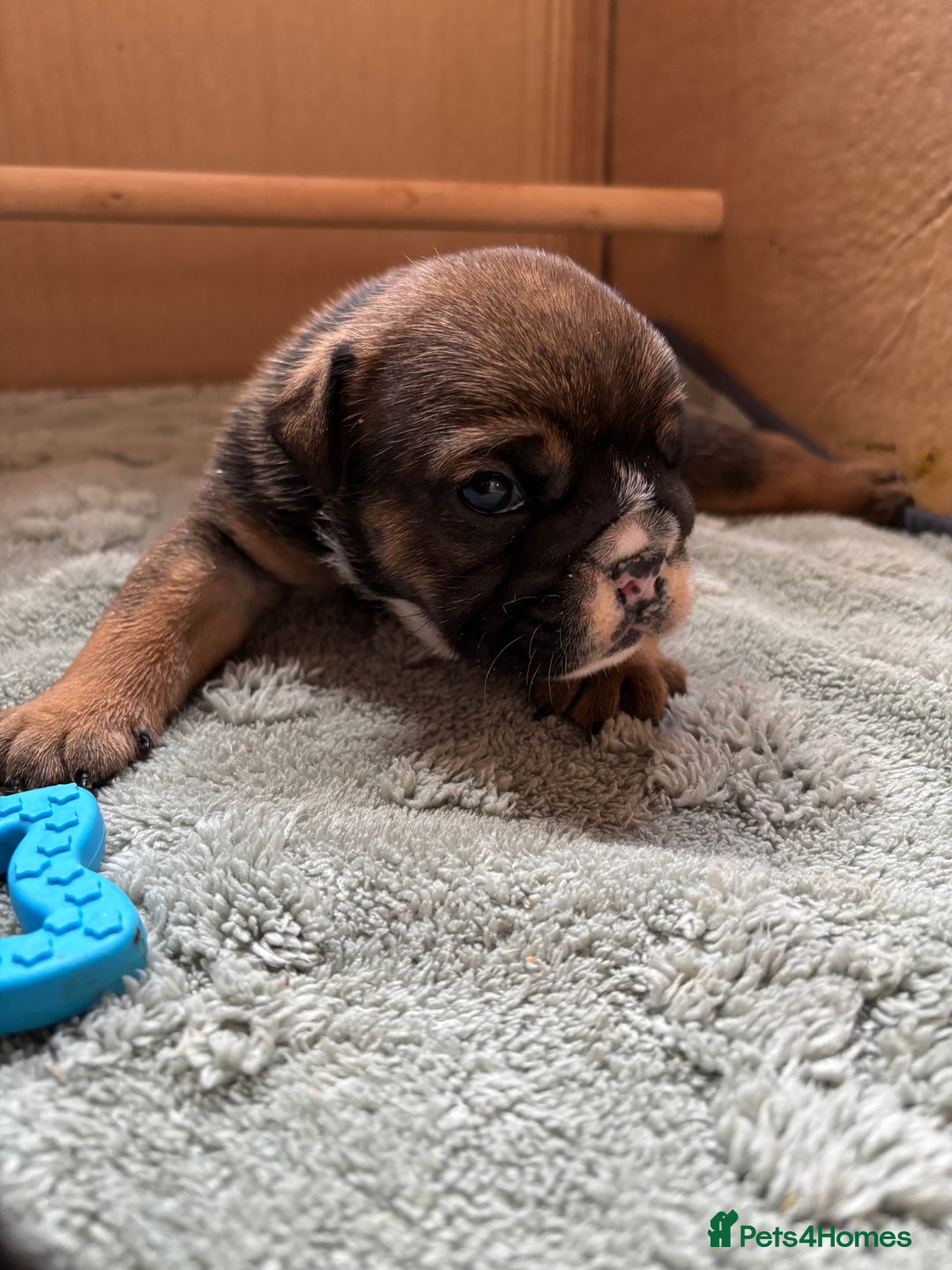 English Bulldog dogs for sale: Ready to go English bulldog puppies - Image 13