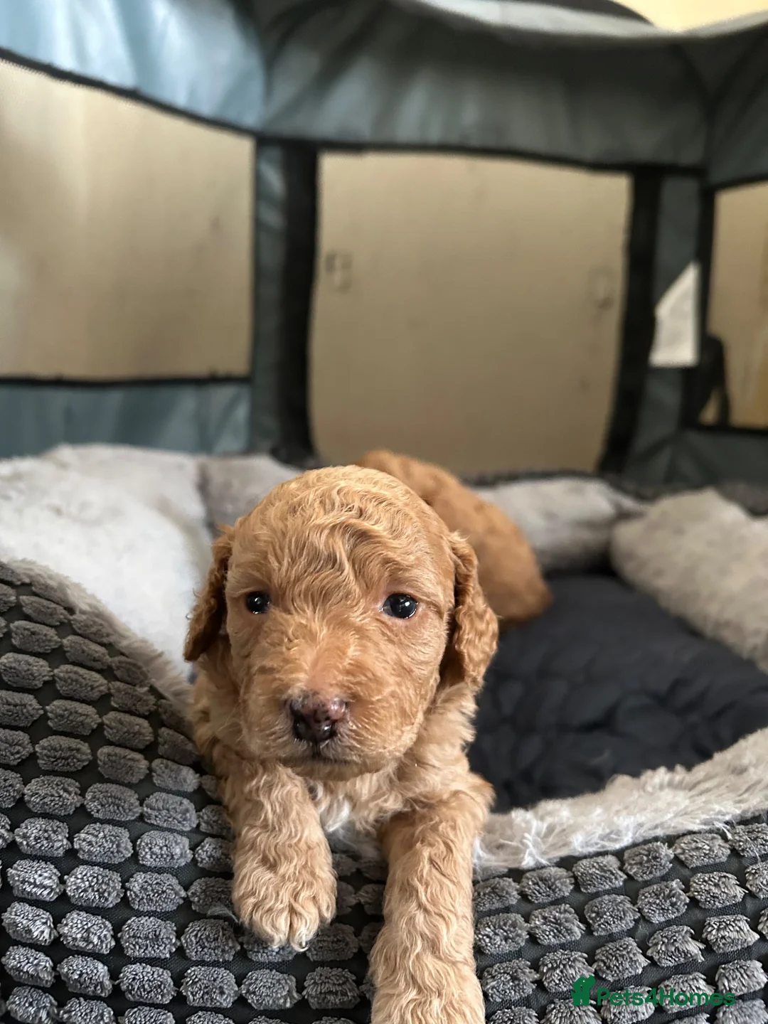 Cockapoo dogs for sale: F2 Cockerpoo puppies - Advert 2