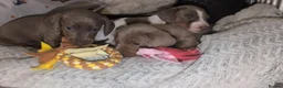 Miniature Dachshund dogs for sale: Gorgeous Purebred Miniature Dachshund Puppies - Advert 14