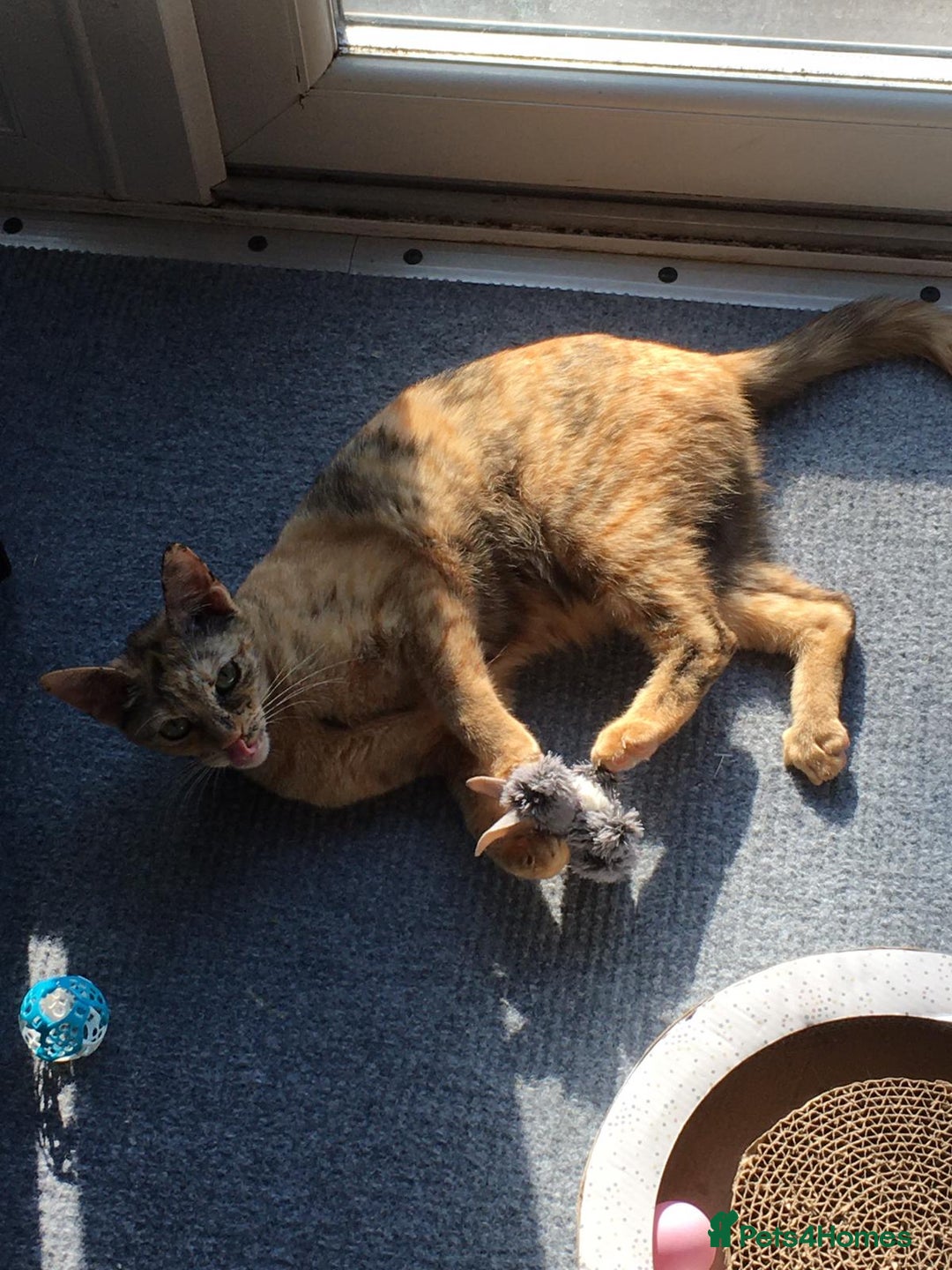 Domestic Shorthair cats for adoption: Loving Sage Looking for an Indoor ONLY home - Image 6