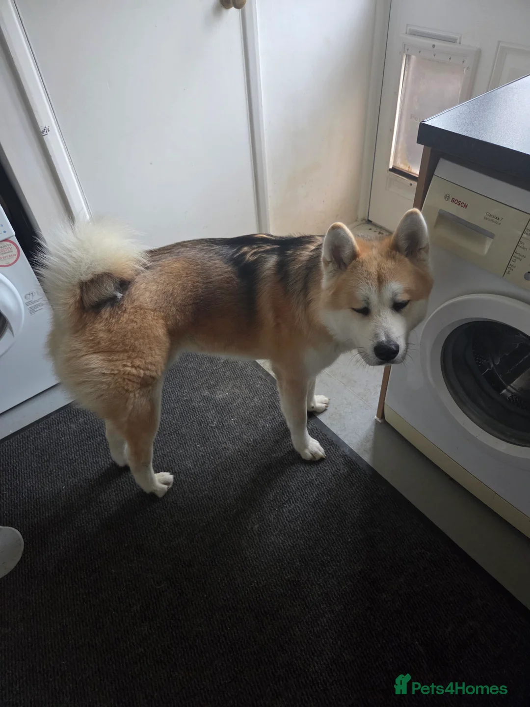 Japanese Akita Inu dogs for sale: Foxy  in Luton - Advert 4