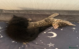 British Shorthair cats for sale: Last Kitten Remaining - Image 5
