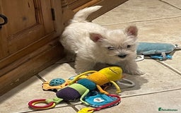 Cairn Terrier dogs for sale: Stunning cairn terrier puppies  - Image 17