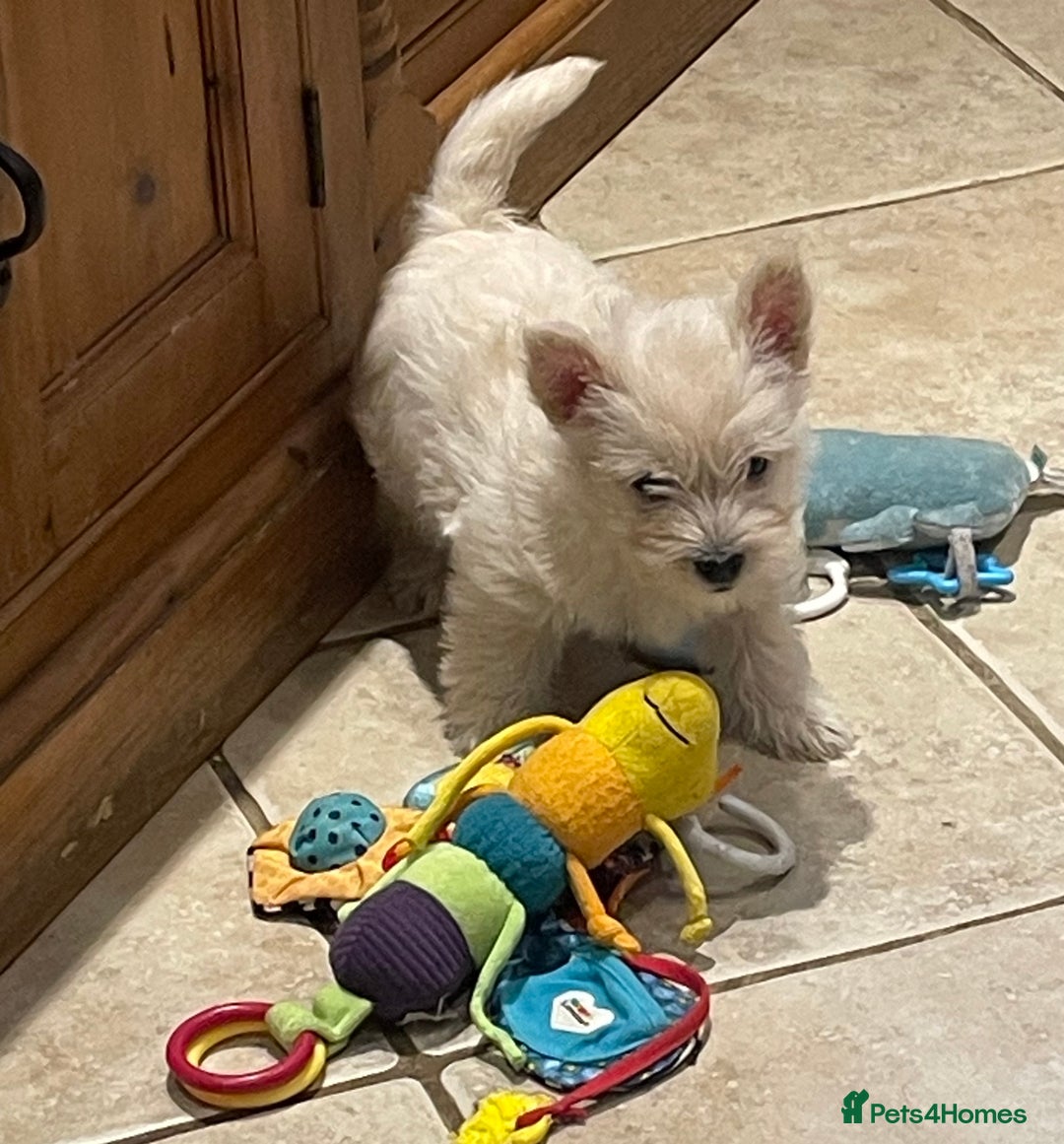 Cairn Terrier dogs for sale: Stunning cairn terrier puppies  - Image 17