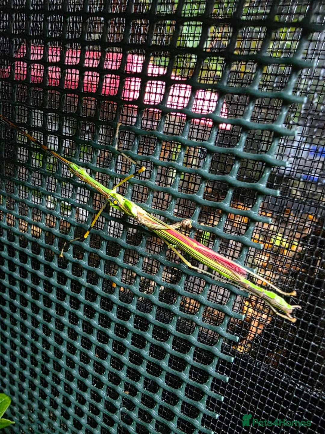 Stick Insects invertebrates for sale: Malaysian Jewell Stick Insect Necroscia Annulipes - Advert 1