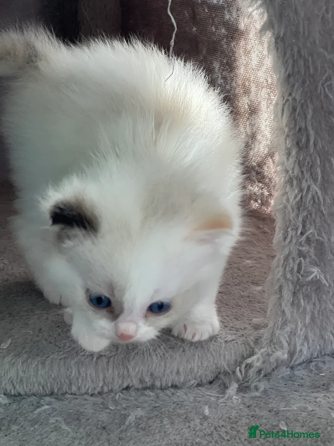 Ragdoll cats for sale: Blue Tortie Lynx kittens pure ragdolls - Advert 20