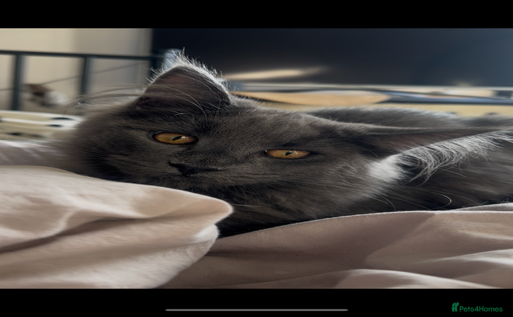 Maine Coon cats - Advert 1