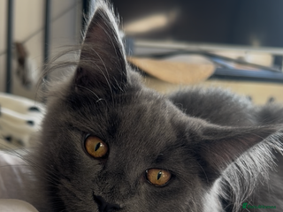 Maine Coon cats - Advert 1