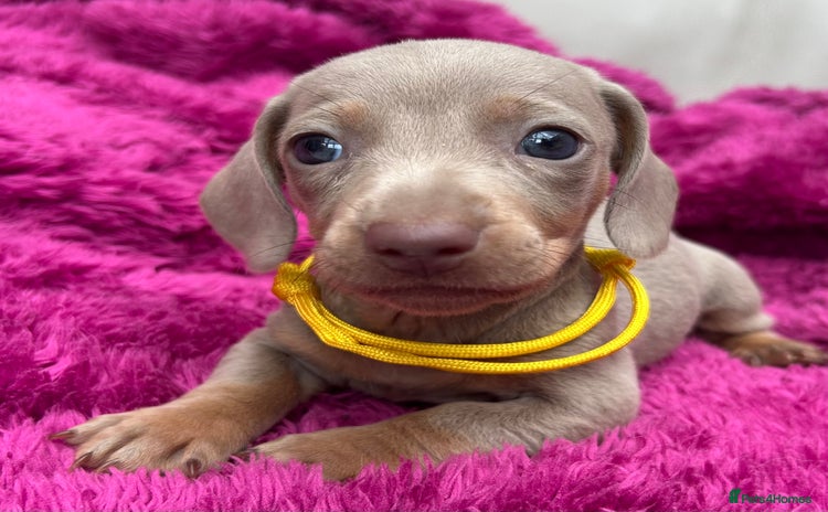 Dachshund dogs - Advert 5