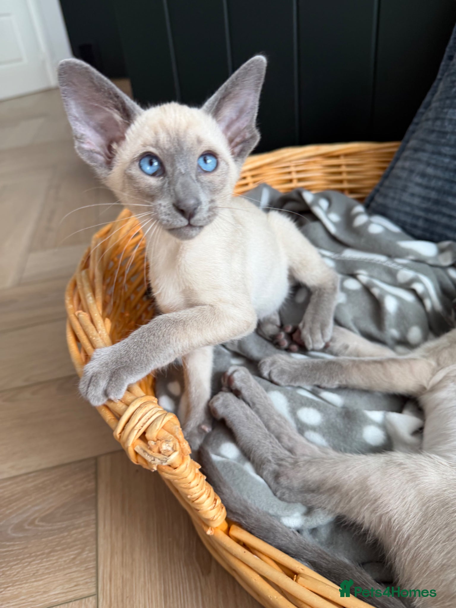 Siamese cats Last 2 Pedigree GCCF Registered Siamese Kittens  - Advert 11