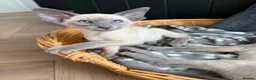 Siamese cats for sale: All reserved -Pedigree GCCF Registered - Advert 3