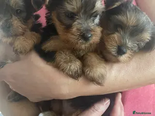 Yorkshire Terrier dogs Tiny Adorable Yorkie Puppies –1 Boy & 1 Girl - Advert 10
