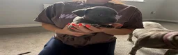 Staffordshire Bull Terrier dogs for sale: Four stunning blue Staffordshire bull terriers - Advert 7