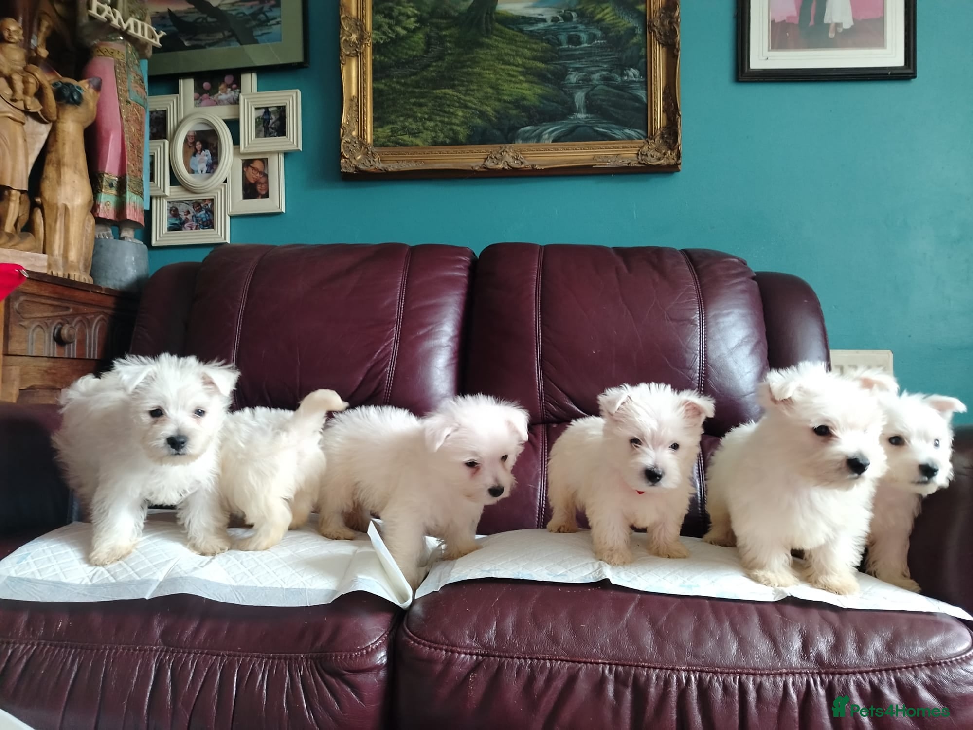 West Highland Terrier dogs Ready togo West Highland terrier puppies available - Advert 1