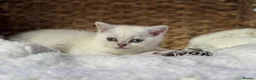 Scottish Fold cats for sale: British short hairs (Scottish straight) ready  - Advert 19