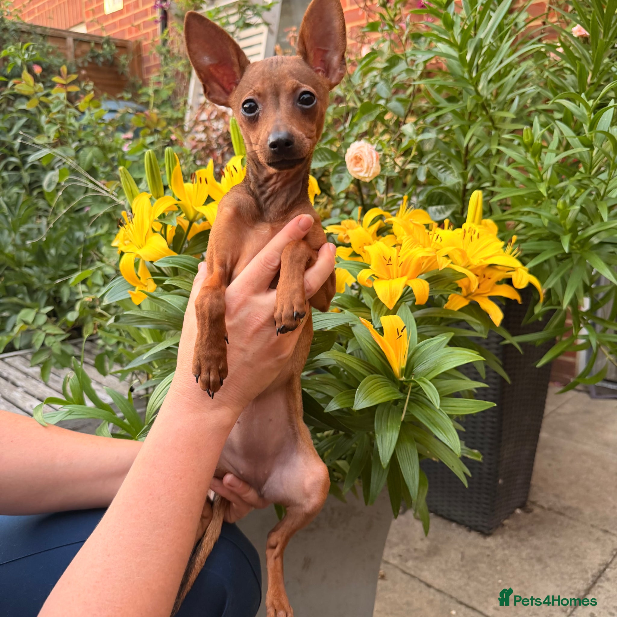 Russian Toy Terrier dogs KC Russian Toy Terrier - Advert 1