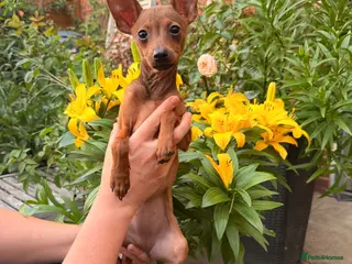 Russian Toy Terrier dogs KC Russian Toy Terrier - Advert 1