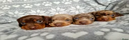 Miniature Dachshund dogs for sale: ❤️Beautiful daschunds babys❤️ - Advert 1