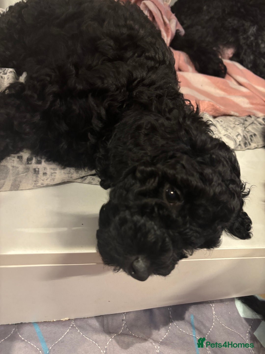 Miniature Poodle dogs for sale: 1m/1f Miniature poodles ready now  - Advert 2