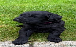 Mixed Breed dogs for sale: 🐾F3 Irish X Australian Labradoodle Puppies  - Image 10