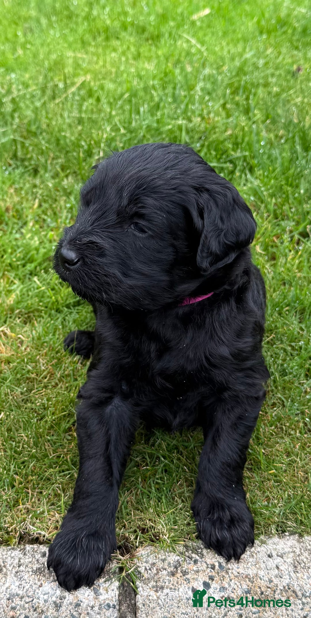 Mixed Breed dogs for sale: 🐾F3 Irish X Australian Labradoodle Puppies  - Image 10